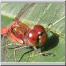 Sympetrum striolatum - Grosse Heidelibelle m12.jpg